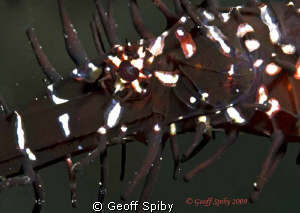 ghost pipefish eye by Geoff Spiby 